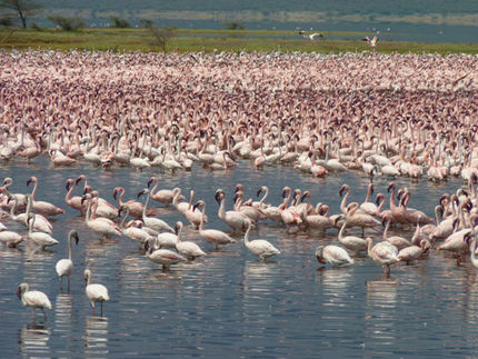 Viren lassen Flamingo-Population in Afrika verschwinden