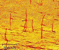 Ausgerichtete DNA-Drähte für die Nanoelektronik