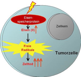 Freisetzung zellulaeren Eisens treibt Tumore in den Tod