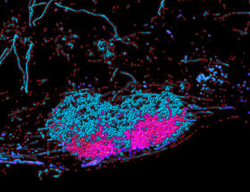 Cc to the brain: how neurons control fine motor behavior of the arm