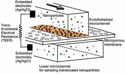 Testing nanomedicine with blood cells on a microchip