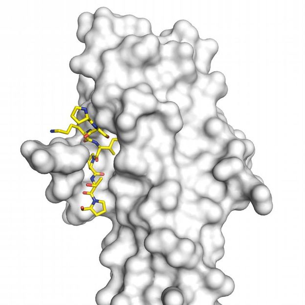 PSI / Srinivas Honnappa et al., Cell, July 24, 2009