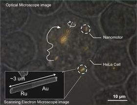 Nanomotors are controlled, for the first time, inside living cells