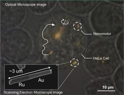 Nanomotors are controlled, for the first time, inside living cells