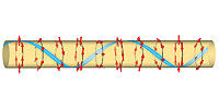 Helical electron and nuclear spin order in quantum wires