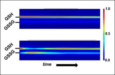 Response to oxidation in live cells