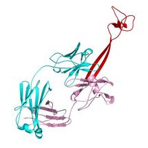 Cows moove our understanding of the immune system