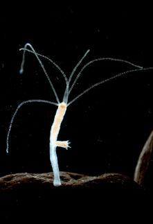 Genom des Sueßwasserpolypen Hydra entschluesselt
