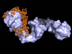 Gefährliche Verwechslung: Faltungsprotein bindet für Alzheimer verantwortliches Protein