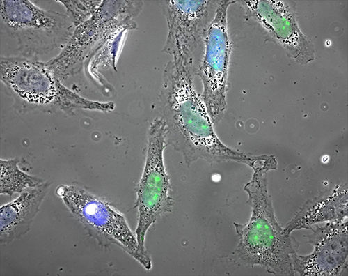 Foto: Christian Loew / Copyright: MPI für Biochemie