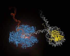 rna-polymerase15630_web