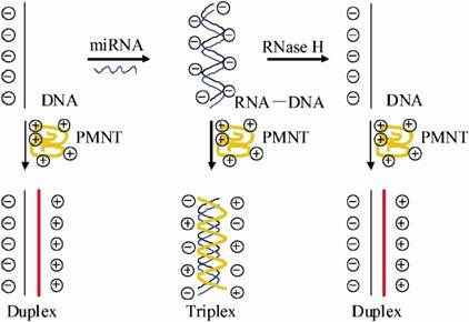 Screening method for anti-HIV therapeutics? 