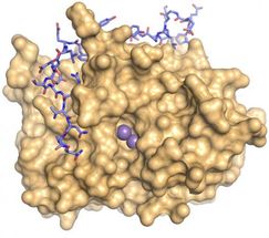 Understanding PP1, the ubiquitous enzyme