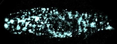 Illuminate key structure in heart cells