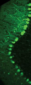 Muscle-controlling neurons know when they mess up