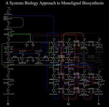 Lignin breakthroughs serve as GPS for plant research