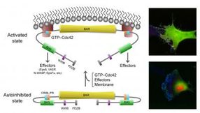 Protein key to cell motility