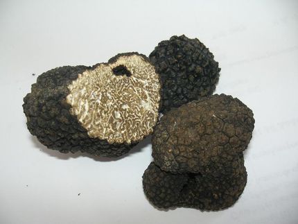 Internationales Forscherteam entschluesselt Trueffelgenom