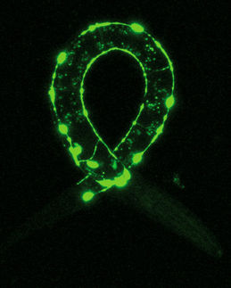 Mechanismen des Vergessens entdeckt