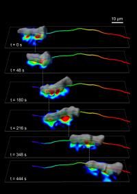 Image courtesy of the Journal of Cell Biology and ©2014 Bastounis et al.