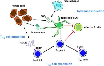 Die Immunbremse im Kampf gegen Krebs