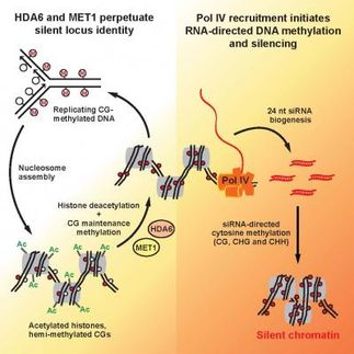 Machinery of epigenetic inheritance