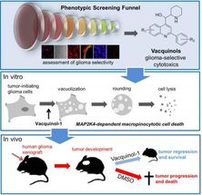 New approach makes cancer cells explode