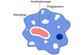 Wie Krankheitserreger mit dem Immunsystem wettrüsten