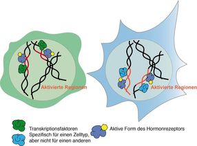 Aufruhr der Hormone: Auf den richtigen Partner kommt es an