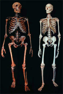 Der Neandertaler steckt in unseren Genen