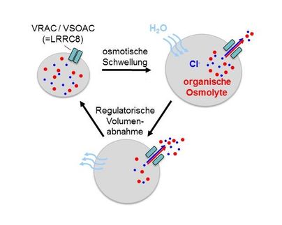 Forschungsverbund Berlin
