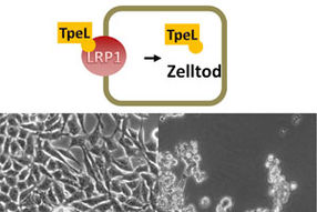 Gate for Bacterial Toxins Found