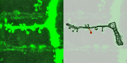 Synapses – stability in transformation