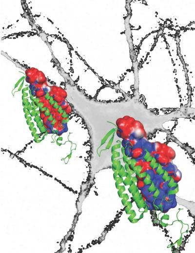 Andre Berndt, Ph.D., Soo Yeun Lee, Ph.D., Charu Ramakrishnan, and Karl Deisseroth, M.D., Ph.D., Stanford University