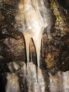 Mikroorganismen filtern Uran aus Grundwasser