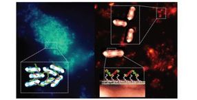 Hijacking bacteria's natural defences to trap and reveal pathogens