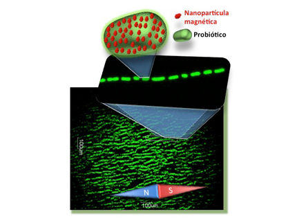 Artificial magnetic bacteria “turn” food into natural drugs