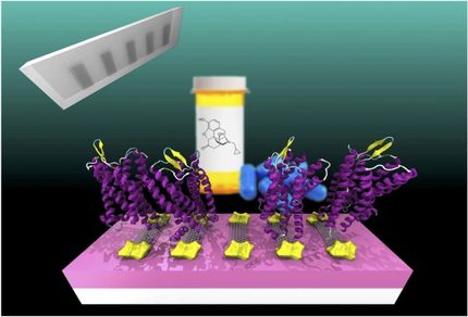 Research combines graphene and painkiller receptor