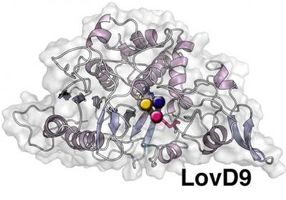 Secrets of enzyme used to make popular anti-cholesterol drug