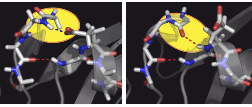 Einblicke in verborgene Proteinzustände - Neuentwickelte Methode macht erstmals Dynamik größerer und unlöslicher Proteine sichtbar