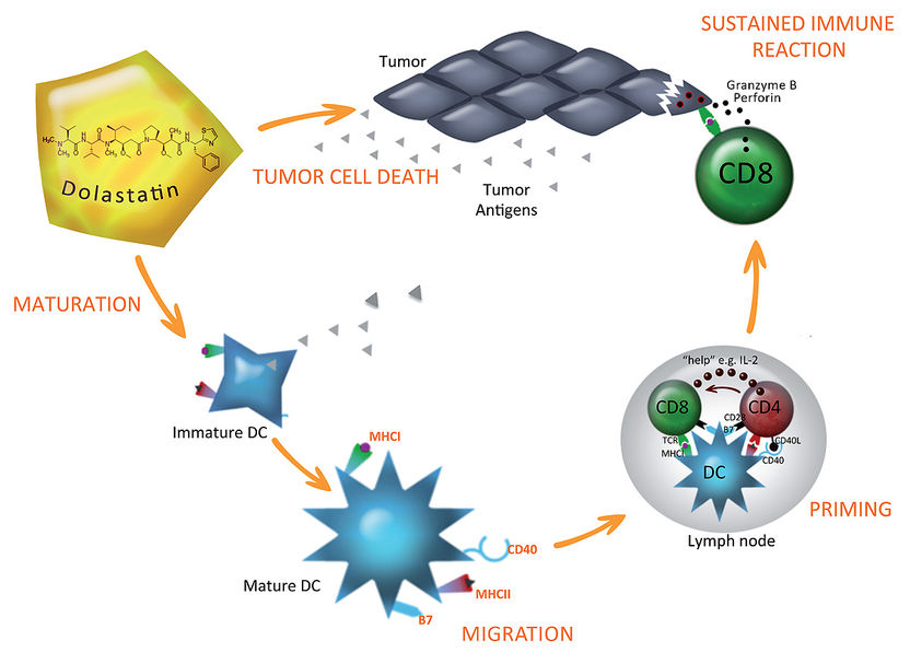 Neuartige Chemotherapie stimuliert Immunsystem