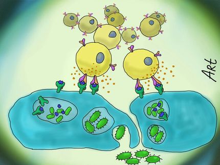 Immunsystem: MAIT-Zellen nehmen wichtige Schutz- und Steuerungsfunktionen wahr