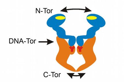 Das Tor zur DNAWelt ist meistens geschlossen