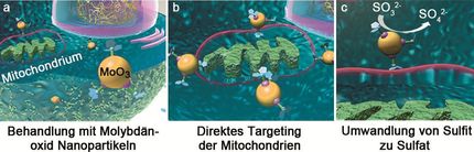 Künstliches Enzym imitiert Entgiftungsmechanismus