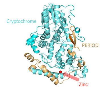 Mouse cryptochrome-period clock protein