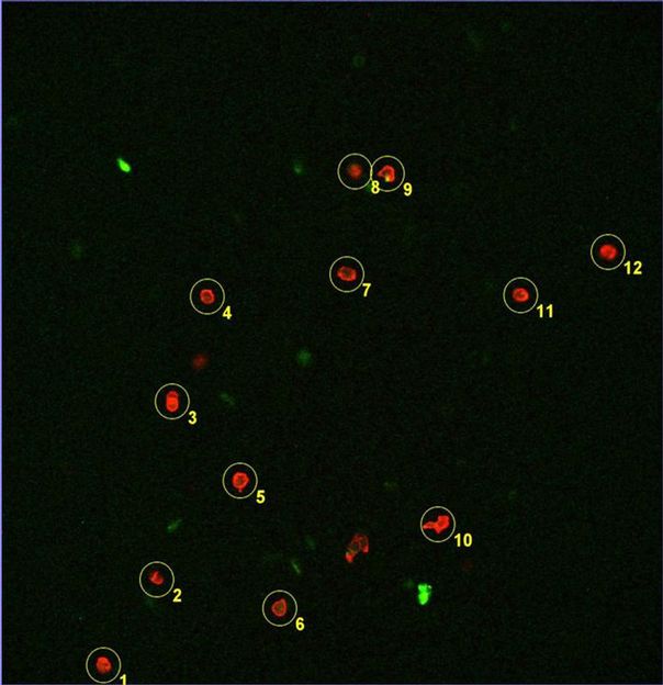 © Fraunhofer IPM