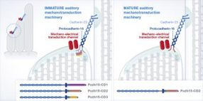 Sensory antenna of auditory sensory