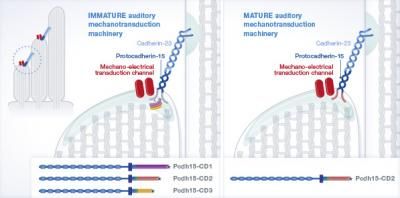 European Molecular Biology Organization