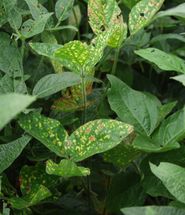 Soybean leaves