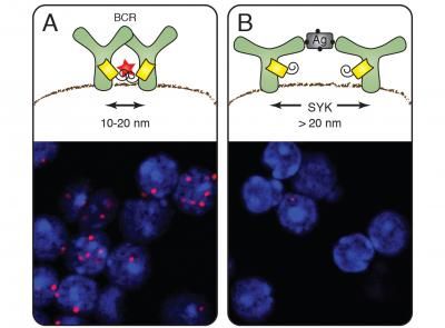 Nano-Maßband klärt Organisation der Zellmembran auf - Freiburger Biologen vermessen erstmals die Distanzen und die Anordnung von Membranmolekülen im Nanometerbereich